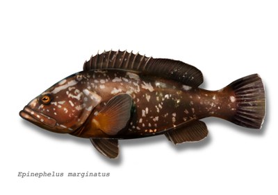 Control of ciguatera poisoning