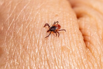 Early warning systems for vector-borne diseases