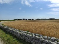 Protecting outdoor agricultural workers from extreme heat in Puglia